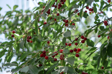 Ripe cherries on the tree in summer. Juicy natural fruits and berries in the garden. Stock background, photo
