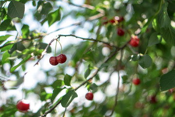 Ripe cherries on the tree in summer. Juicy natural fruits and berries in the garden. Stock background, photo