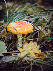 fly agaric in the forest