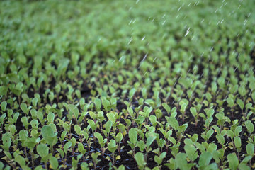 Selective Close-up of green seedling. Green salad growing from seed Farm garden in a greenhouse with watering plants. Stock background, photo