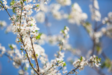 Spring tree blossom flower
