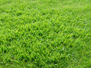grass lawn