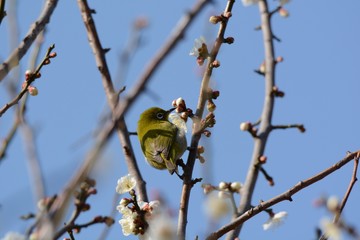 A wild bird 