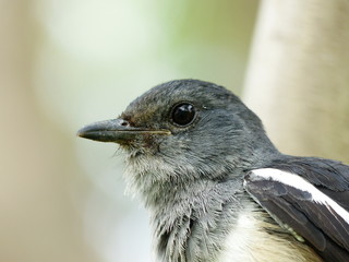 Oriental Magpie-Robin (Copsychus saularis ) in North Thailand