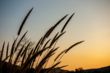 Grass flower before sunset background