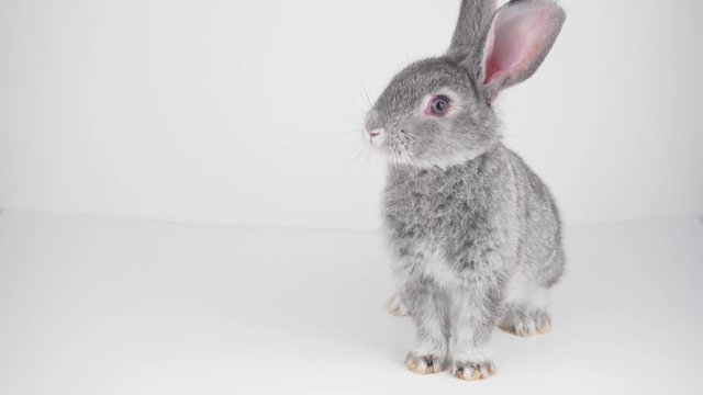 Gray rabbit on a white background isolated