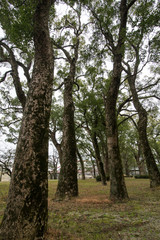 Obraz premium 公園内の木