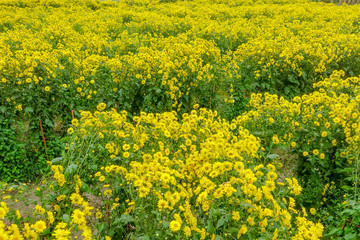 Chrysanthemum flower in farm