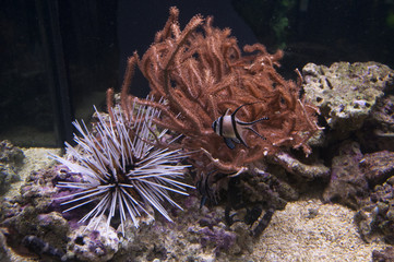 Naklejka na ściany i meble sea aquarium