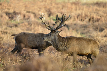 Naklejka na ściany i meble Beautiful red deer stag Cervus Elaphus with majestic antelrs in Autumn Fall froest landscape