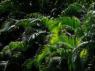green palm tree in garden