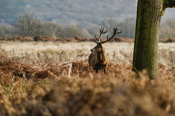 Beautiful red deer stag Cervus Elaphus with majestic antelrs in Autumn Fall froest landscape