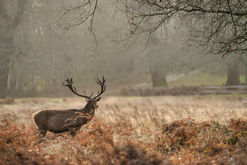 Beautiful red deer stag Cervus Elaphus with majestic antelrs in Autumn Fall froest landscape