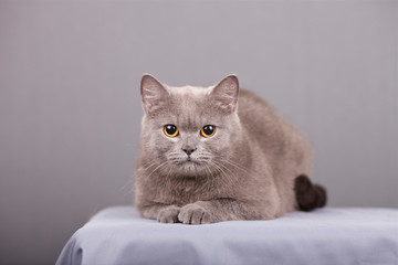 Beautiful british cat with yellow eyes on a gray background