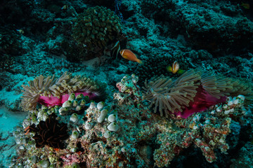 Anemone Coral and fish at the Maldives