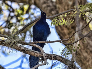 Great-tailed grackle, Quiscalus mexicanus, is common in Central America, Guatemala