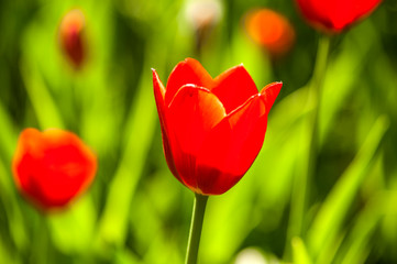 Colorful tulip flora blooming in the park