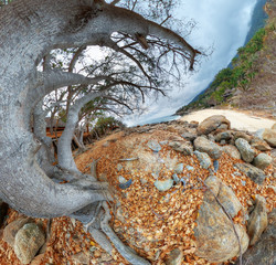 Surreal photo of tropical beach at Pacific ocean with huge tree in the middle of the view.