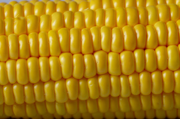 Ripe fresh organic sweet corncob closeup background