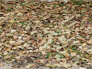 pile of dry leaf