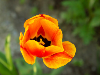 Fototapeta premium Bright orange tulip in the garden