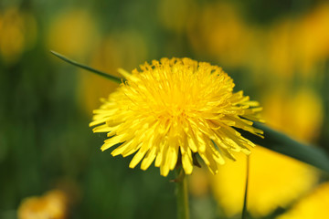 Yellow dandelion on spring sunny day