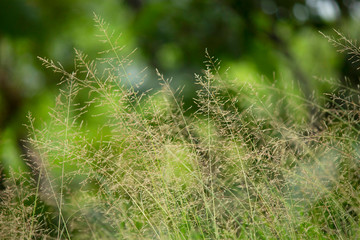 Blades of grass with green background, Maharashtra, India.