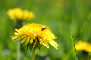 Yellow dandelion and bee on spring sunny day
