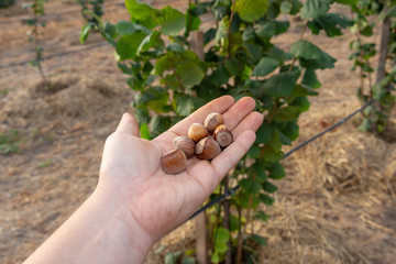 Naklejka na ściany i meble Closeup of hazelnuts piled in the palm of hand against the background of bushes. Autumn Harvesting