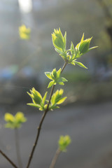 Light-green new leaves of lilac twigs in spring