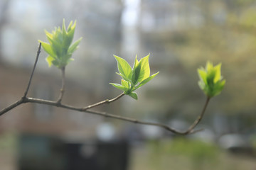Light-green new leaves of lilac twigs in spring