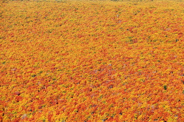 日本百名山　八甲田山の紅葉