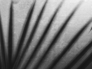 shadow of palm leaf on glass