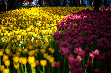 Fototapeta premium Colorful tulip flora blooming in the park