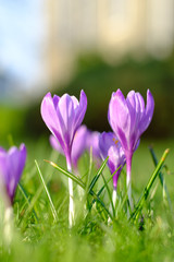 Violet spring crocuses