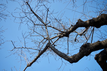 桜・ソメイヨシノ・冬・蕾