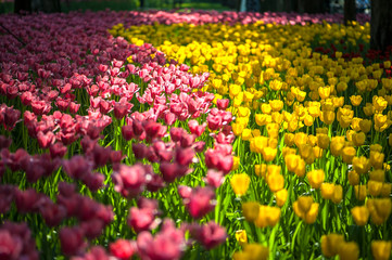 Colorful tulip flora blooming in the park