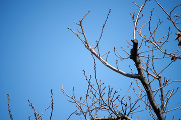 桜の枝・冬・つぼみ