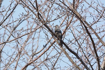 A wild bird 