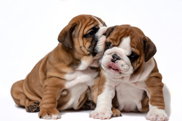 English Bulldog puppies on a white background. The concept of a little mystery.