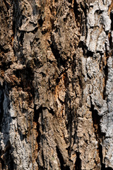 Background and texture of Surface large wood crack button.