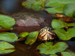 closeup turtle in the pond with lotus leaf