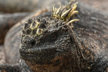 Iguana isla isabela