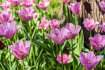 Colorful tulip flora blooming in the park