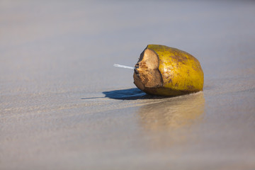 Beach nature fruit coconut