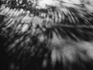 shadow coconut leaf on asphalt road