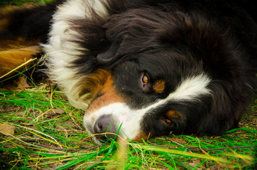 Bernese Mountain Dog in summer