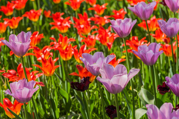 Colorful tulip flora blooming in the park