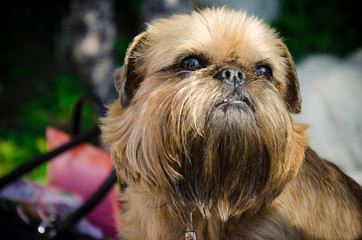 Brussels Griffon in the summer at the exhibition