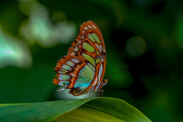 Fototapeta na wymiar Closeup beautiful butterfly sitting on flower. Malachite (Siproeta stelenes)